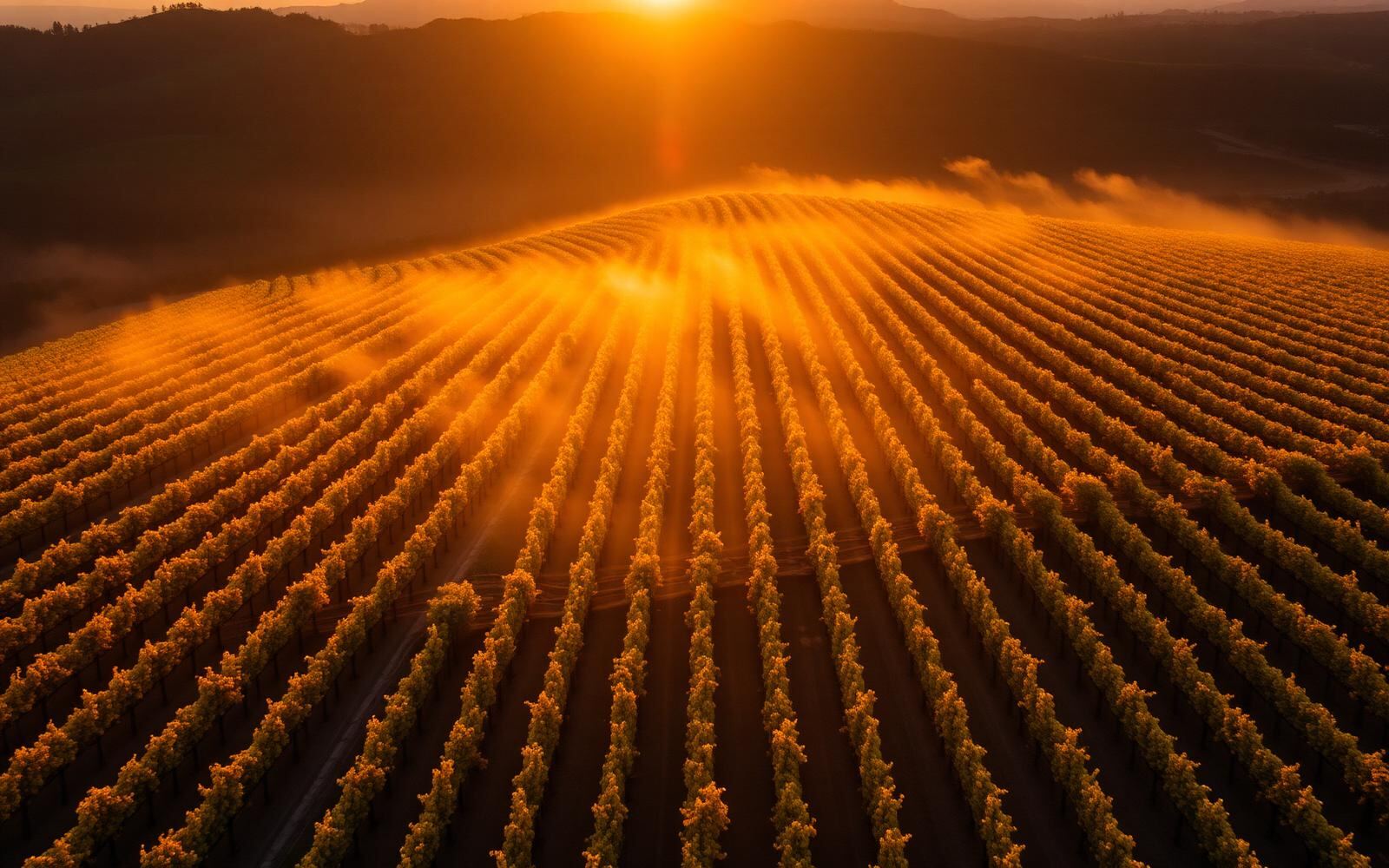 Aerial view of Yountville vineyards and Napa Valley estates